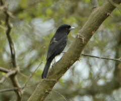 Knipolegus cyanirostris
