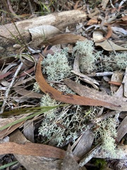 Cladonia confusa
