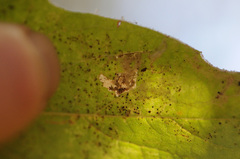 Ectoedemia