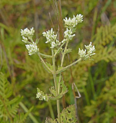 Eupatorium pubescens