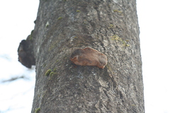 Phellinus tremulae