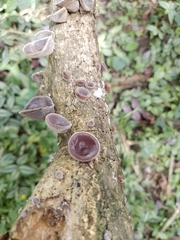 Auricularia nigricans