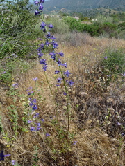 Delphinium parryi