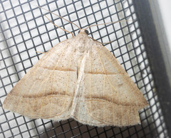 Petrophora subaequaria