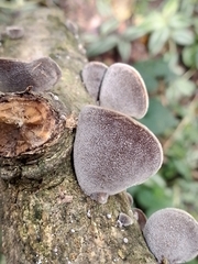 Auricularia nigricans