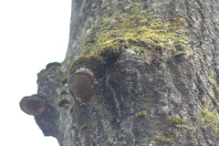 Phellinus tremulae