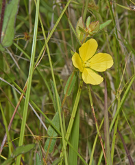 Ludwigia hirtella