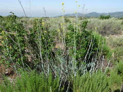 Ehrendorferia chrysantha