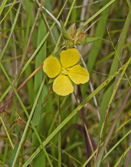 Ludwigia hirtella
