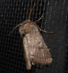 Protorthodes oviduca