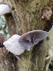 Auricularia nigricans