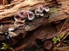 Ascocoryne cylichnium