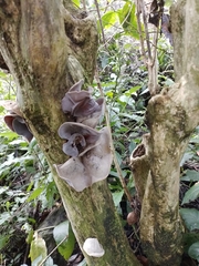 Auricularia nigricans