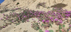 Abronia villosa villosa
