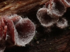 Ascocoryne cylichnium