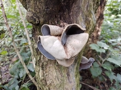 Auricularia nigricans