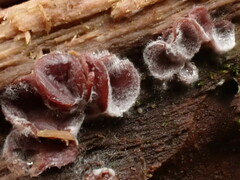 Ascocoryne cylichnium