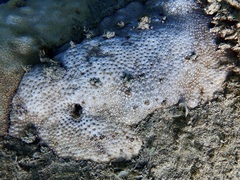 Leptastrea purpurea