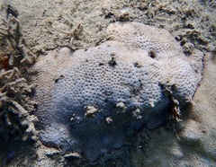 Leptastrea purpurea