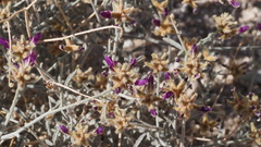 Psorothamnus emoryi emoryi