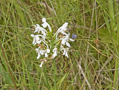 Platanthera blephariglottis