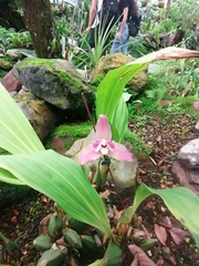 Lycaste
