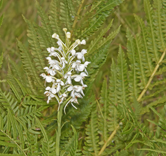 Platanthera blephariglottis