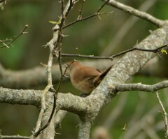 Phacellodomus striaticollis