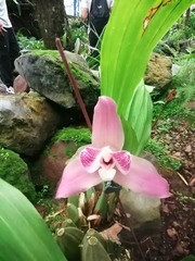 Lycaste