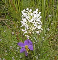 Platanthera blephariglottis