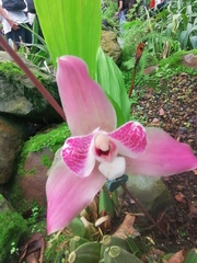Lycaste