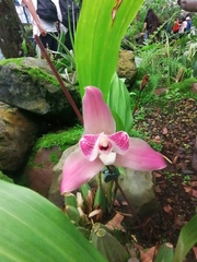 Lycaste