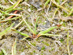 Ficinia marginata