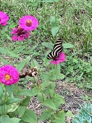 Heliconius charithonia