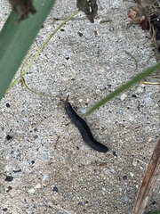 Belocaulus angustipes