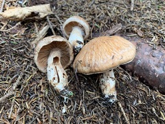 Cortinarius ventricosus