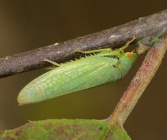 Iassinae