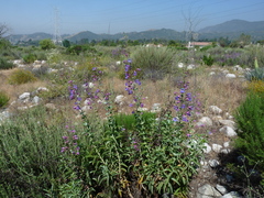 Penstemon spectabilis