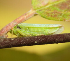 Iassinae