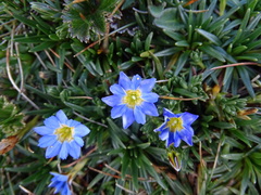 Gentiana sedifolia