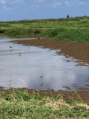 Himantopus mexicanus knudseni