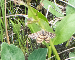 Epelis truncataria