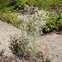 Pseudognaphalium canescens