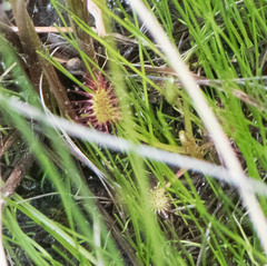 Drosera intermedia