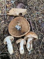 Cortinarius ventricosus