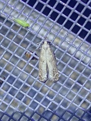 Dichomeris inversella