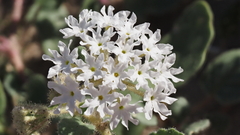 Abronia villosa villosa