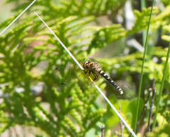 Nannothemis bella