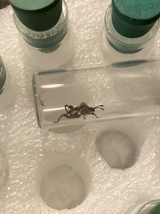 Merocoris curtatus