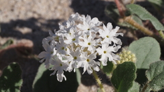 Abronia villosa villosa